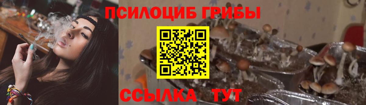 Кузнецк  Галлюциногенные грибы GOLDEN TEACHER  Псилоцибиновые грибы Psilocybe  Вход с VPN 